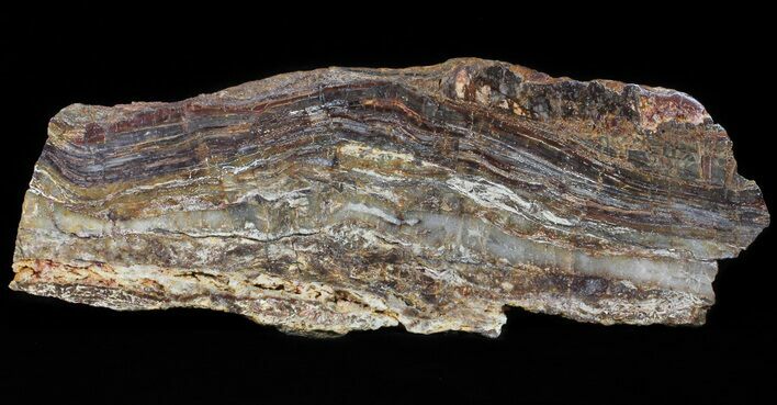 Rare, North Pole Dome Stromatolite Slice - Billion Years #50756